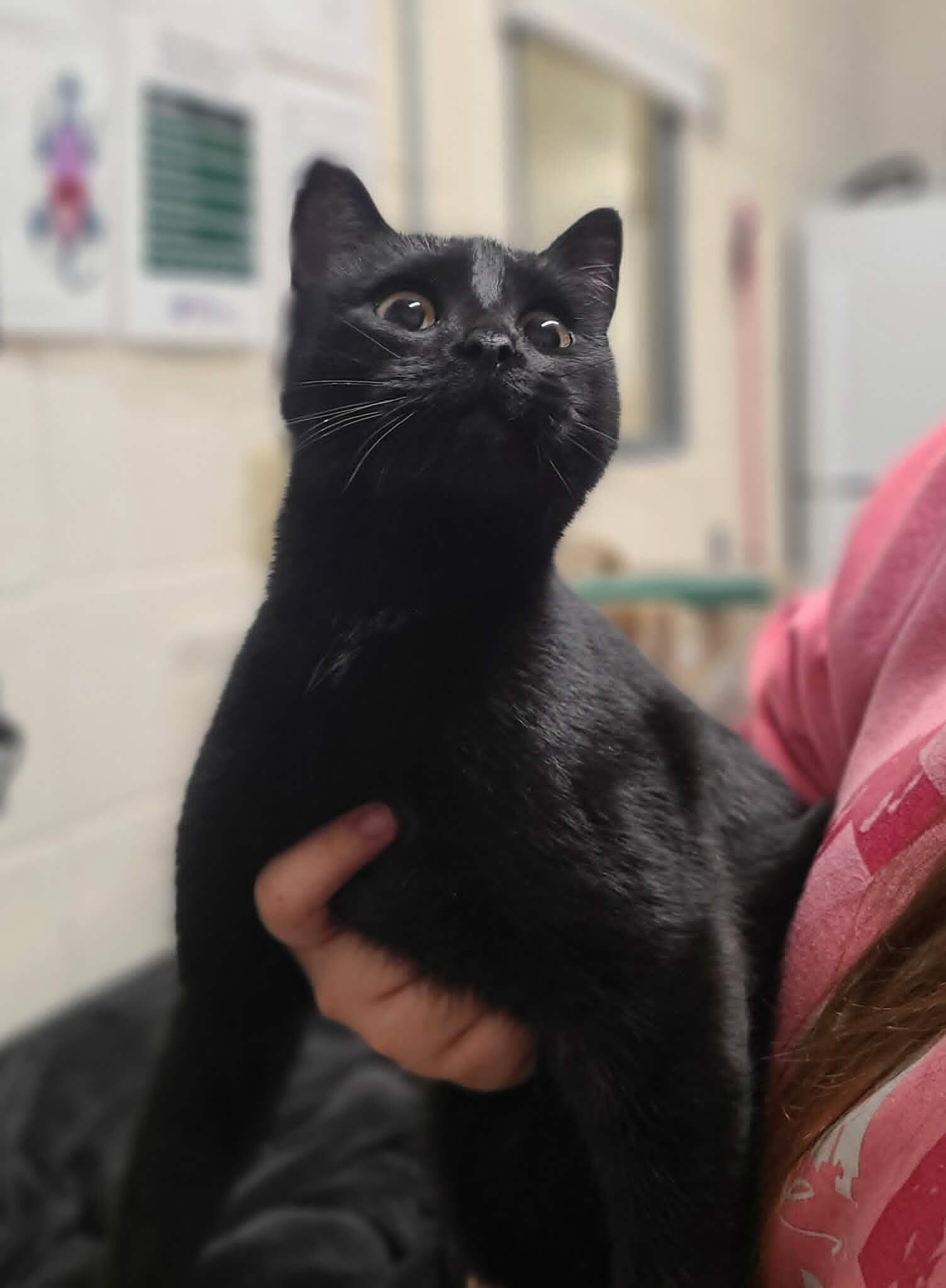 Picture of the Animal Listed